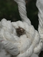 Calligrapha philadelphica