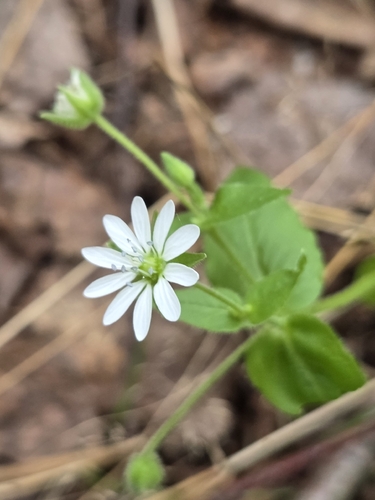Water Chickweed