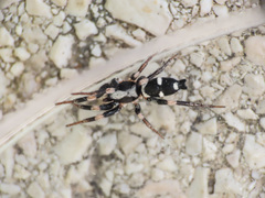 Poecilochroa