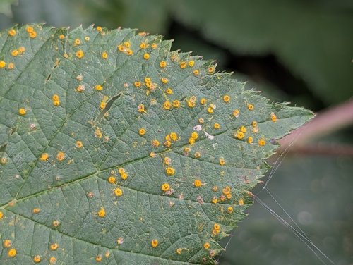 pale bramble rust