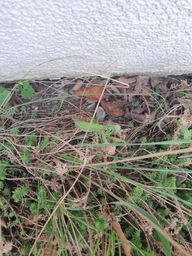 European Mantis