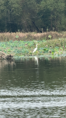 Great Egret