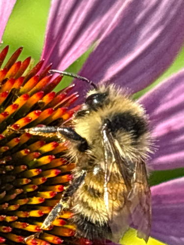 Tricolored Bumble Bee