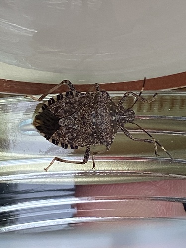 Brown Marmorated Stink Bug