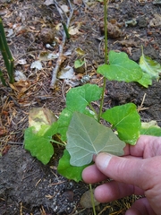 Adenocaulon bicolor, photograph author not stated, no rights reserved