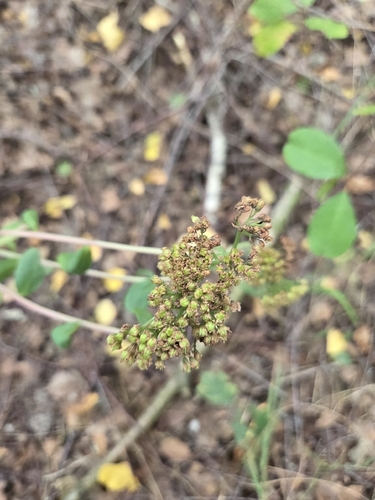 Great Stonecrop