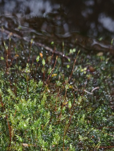 Leptodictyum riparium observed 2026-09-19