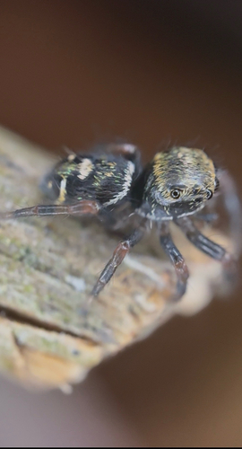 Bold Jumping Spider