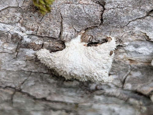 splitgill mushroom