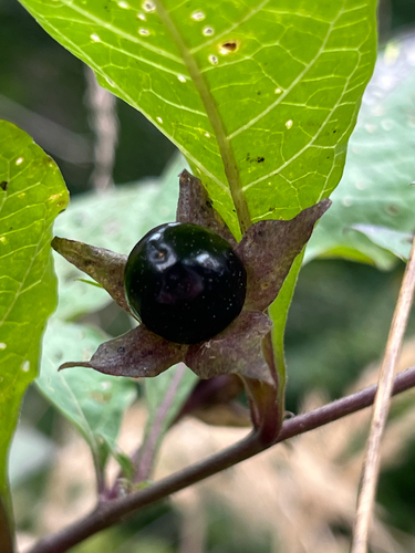 Deadly Nightshade