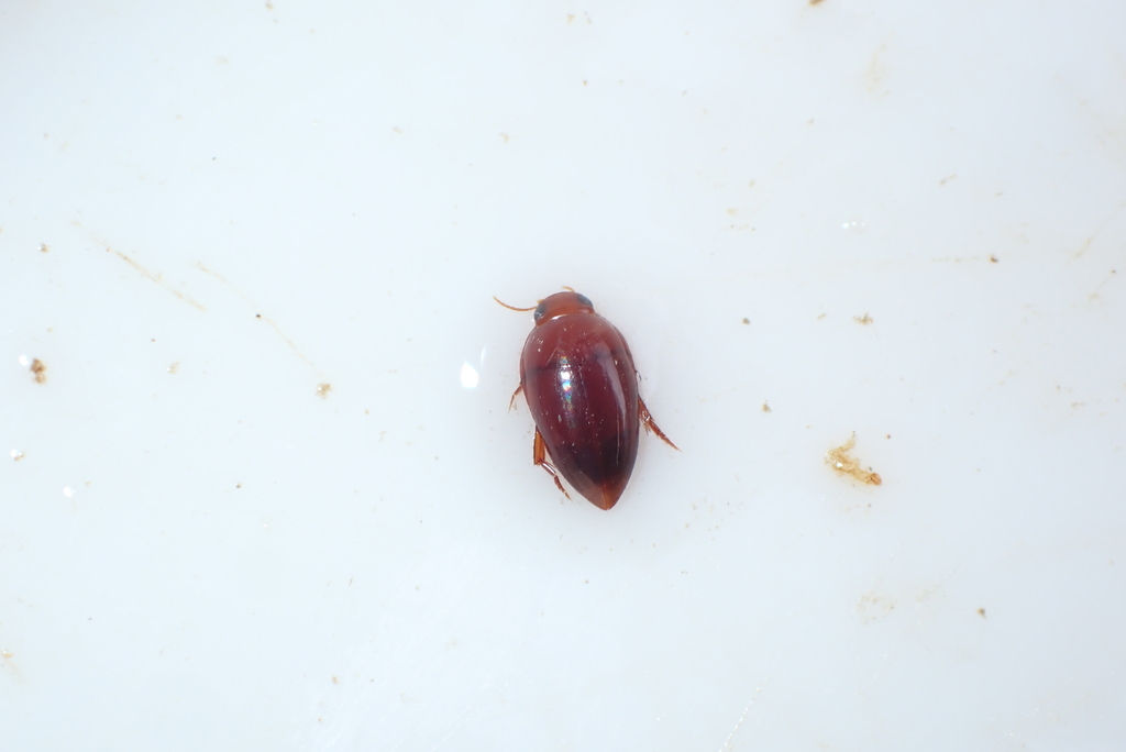 Sternocanthus indicus