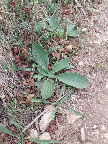 Hoary Plantain