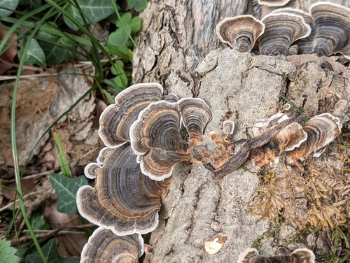 turkey-tail