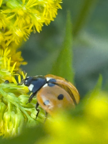 Seven-spotted Lady Beetle