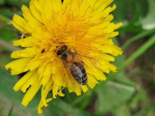 Western Honey Bee