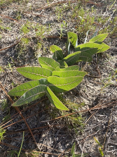 Sandhill milkweed