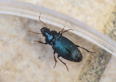 Harpalus honestus