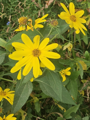 pale-leaved woodland sunflower