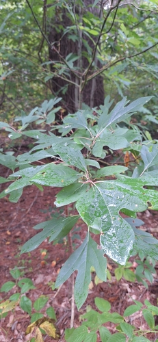 sassafras