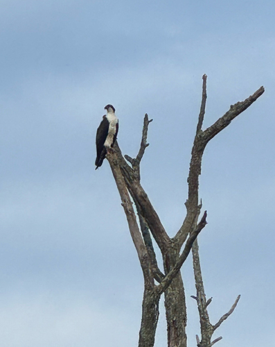 Osprey