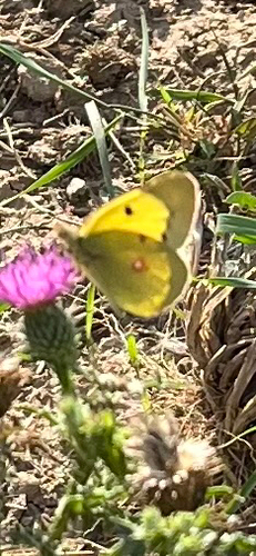 Clouded Yellow