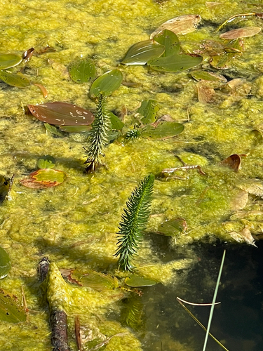 Common Mare's Tail