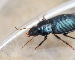 Harpalus honestus