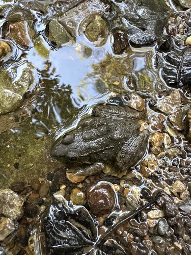 Green Frog