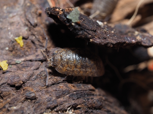 Rathke's Woodlouse