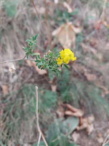 sickle alfalfa