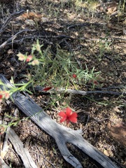 Ipomopsis tenuifolia