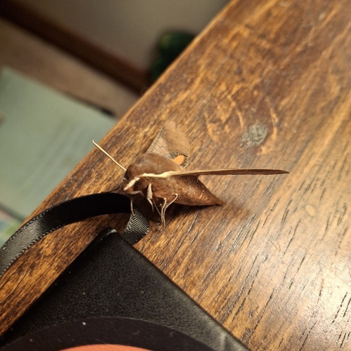 Coprosma Hawk Moth