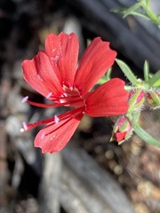 Ipomopsis tenuifolia