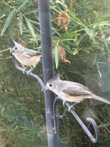 Black-crested Titmouse