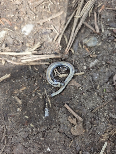 Common Slowworm