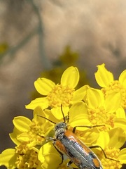 Eupompha elegans