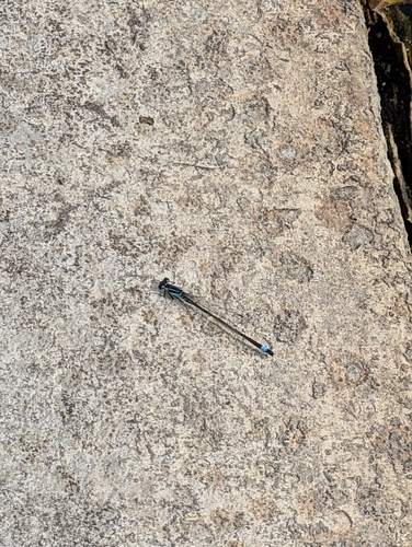 Blue-tailed Damselfly