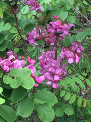 Robinia hispida