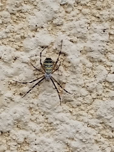 Wasp Spider