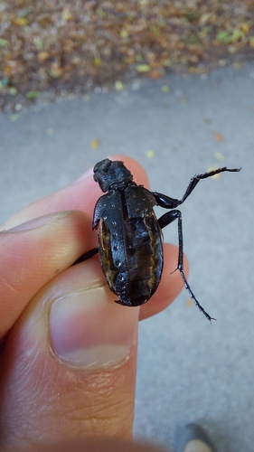 Carabus hortensis