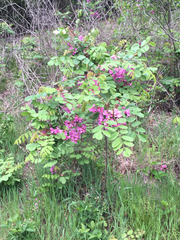 Robinia hispida
