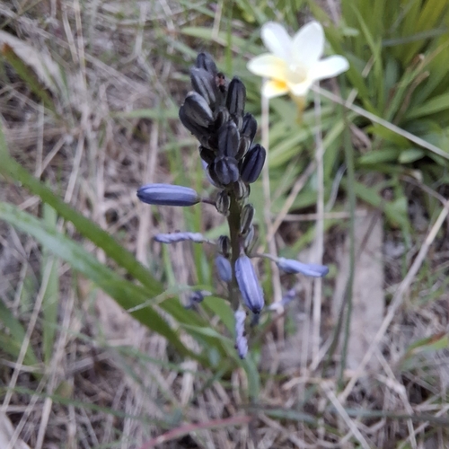 blue grass lily