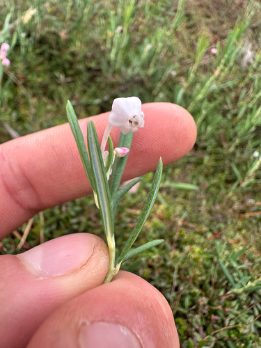 Andromeda polifolia, photograph 5
