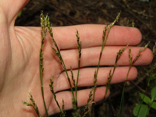 Carex digitata