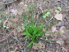 Carex digitata, photograph (c) snaily_naily, some rights reserved (CC BY)