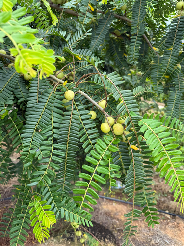 Myrobalan