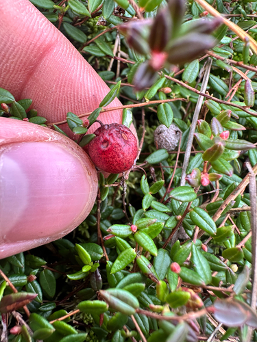Vaccinium oxycoccos, photograph 6