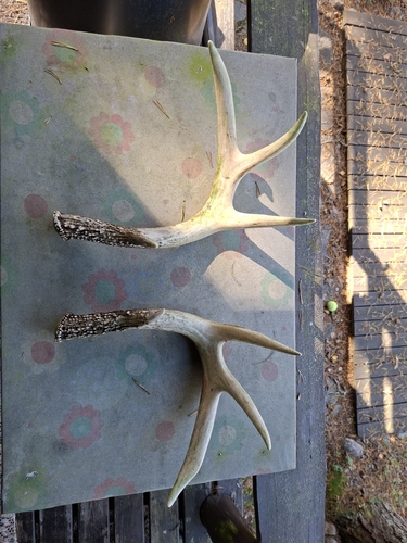White-tailed Deer