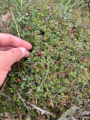 Vaccinium oxycoccos, photograph 5