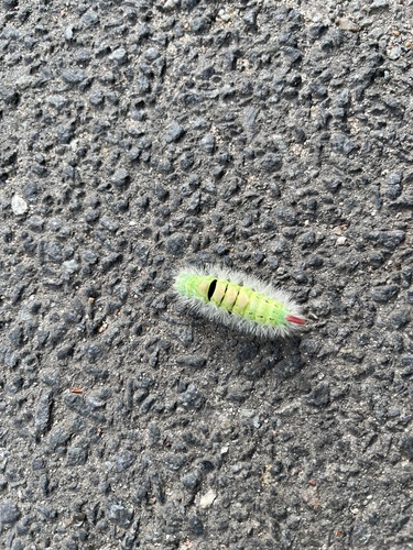 Pale Tussock Moth